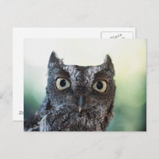 Oosterse schroevendraaier met grote ogen briefkaart (Voorkant / Achterkant)