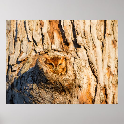 Oosterse schroevendraaier poster (Voorkant)