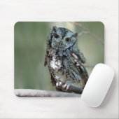 Oosterse Screech Uil, Uil, Zittend Muismat (Met muis)
