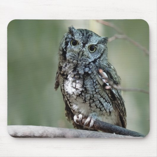 Oosterse Screech Uil, Uil, Zittend Muismat (Voorkant)