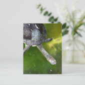 Oosterse slangenschildpad briefkaart (Staand voorkant)