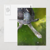 Oosterse slangenschildpad briefkaart (Voorkant / Achterkant)