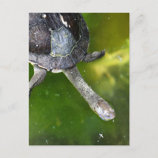 Oosterse slangenschildpad briefkaart (Voorkant)