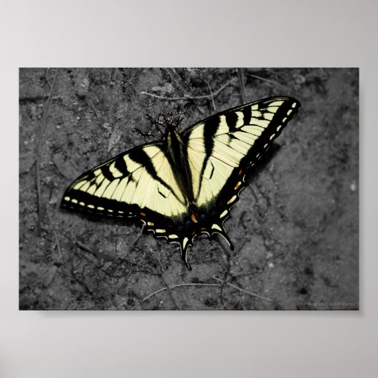 Oosterse Tijgerprint Poster (Voorkant)