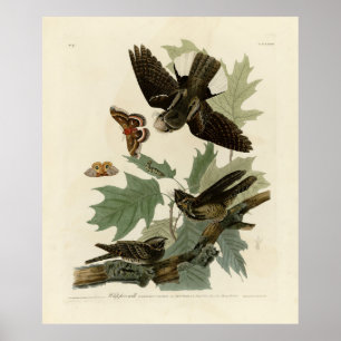 Oosterse Whip-poor-will, Audubon's Birds of Americ Poster