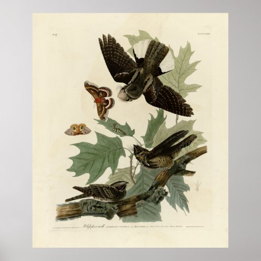 Oosterse Whip-poor-will, Audubon's Birds of Americ Poster (Voorkant)