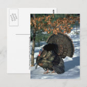 Oosterse wilde kalkoen, enorme gobbler in volle kr briefkaart (Voorkant / Achterkant)