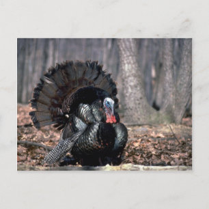 Oosterse wilde kalkoenen in bossen briefkaart