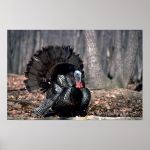 Oosterse wilde kalkoenen in bossen poster