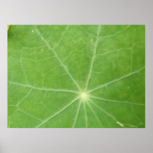 Oostindische Kers Bladprint Poster