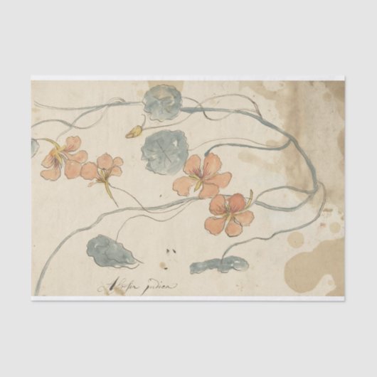 Oostindische Kers door Elias van Nijmegen Tissuepapier (Voorkant)