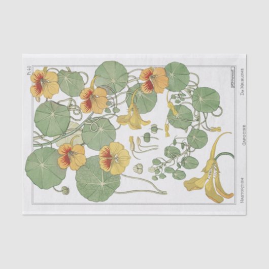 Oostindische kers, Eugène Grassets botaniserie Tissuepapier (Voorkant)