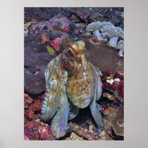 Oozing Octopus Portret Poster