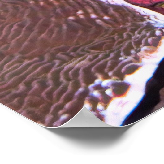 Oozing Octopus Poster (Hoek)