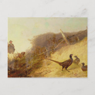 Op 1 oktober jongstleden lopen de fazanten op (zie briefkaart