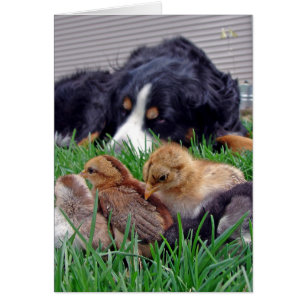 Op de baan Berner Mountain Dog Guards Baby Chicks