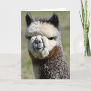 Op de Dichte Grijze Kaart van de Alpaca