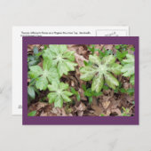 Op de grond van Jefferson's Monticello.. Briefkaart (Voorkant / Achterkant)