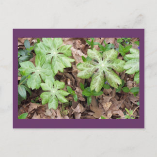 Op de grond van Jefferson's Monticello.. Briefkaart