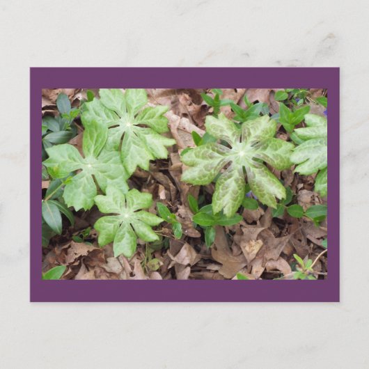 Op de grond van Jefferson's Monticello.. Briefkaart (Voorkant)