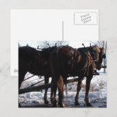 Op de Hitching Post Briefkaart (Voorkant / Achterkant)