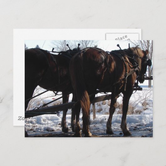 Op de Hitching Post Briefkaart (Voorkant / Achterkant)