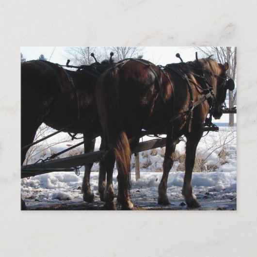 Op de Hitching Post Briefkaart (Voorkant)