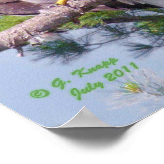 Op de langste pijnboom - poster of druk (Hoek)