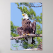 Op de langste pijnboom - poster of druk (Voorkant)
