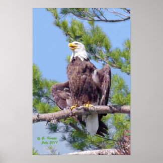 Op de langste pijnboom - poster of druk