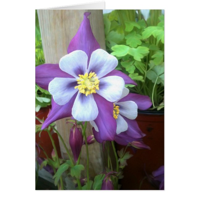 Op de lege postkaart (Voorkant)