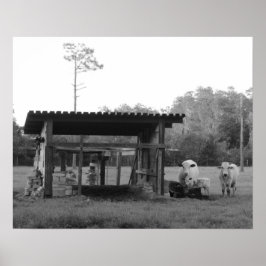 Op de rand - Koeien - zwart en wit Poster