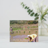 op de rijstvelden - Ilocos , Briefkaart van de Fil (Staand voorkant)