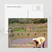 op de rijstvelden - Ilocos , Briefkaart van de Fil (Voorkant / Achterkant)