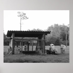 Op de schaal - - koeien - zwart en wit poster