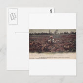 Op de tabaksvelden van Old Virginia Briefkaart (Voorkant / Achterkant)