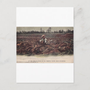 Op de tabaksvelden van Old Virginia Briefkaart