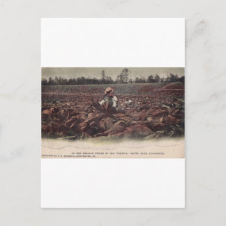 Op de tabaksvelden van Old Virginia Briefkaart