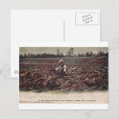 Op de tabaksvelden van Old Virginia Briefkaart (Voorkant / Achterkant)