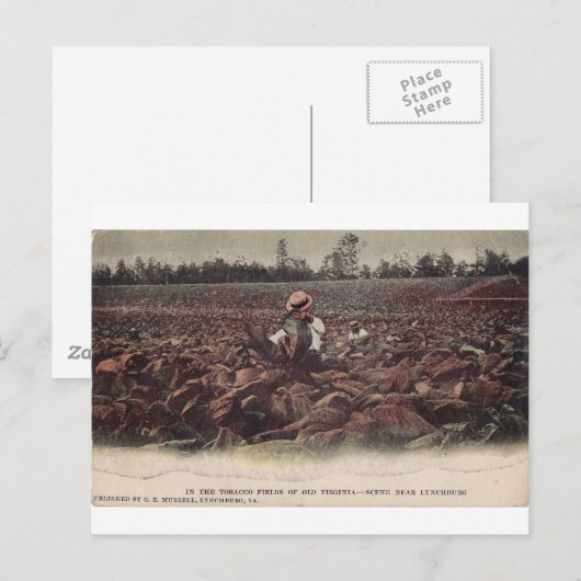 Op de tabaksvelden van Old Virginia Briefkaart (Voorkant / Achterkant)