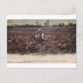 Op de tabaksvelden van Old Virginia Briefkaart (Voorkant)