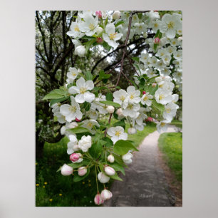 Op de takken van bloesems poster