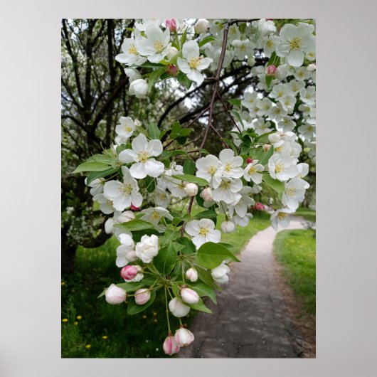 Op de takken van bloesems poster (Voorkant)