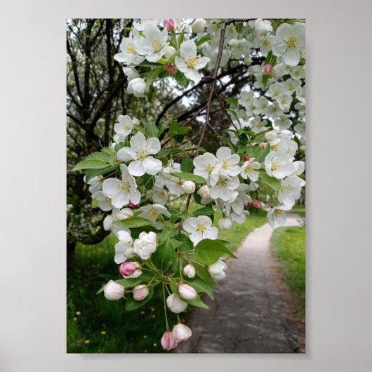Op de takken van bloesems poster (Voorkant)