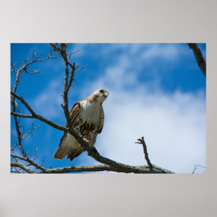 Op de tante 36 x 24 inch, waardevol Poster papier
