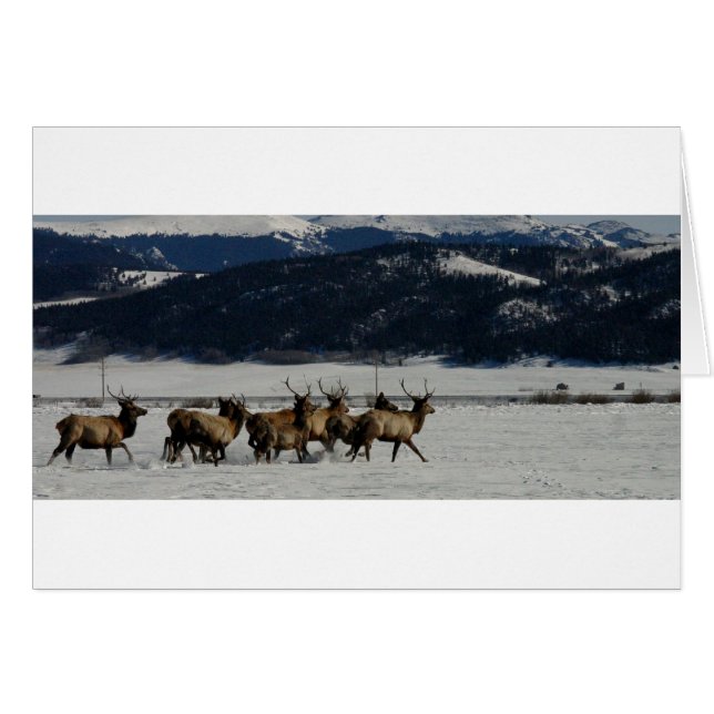 Op de vlucht (Voorkant Horizontaal)