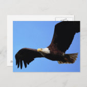 Op Eagle Wings Briefkaart (Voorkant / Achterkant)