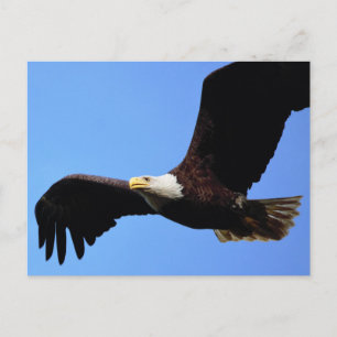 Op Eagle Wings Briefkaart