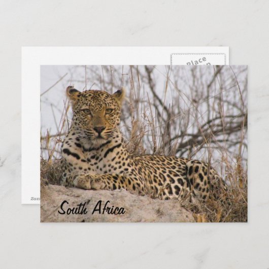 Op een heuvel rust luipaard briefkaart (Voorkant / Achterkant)