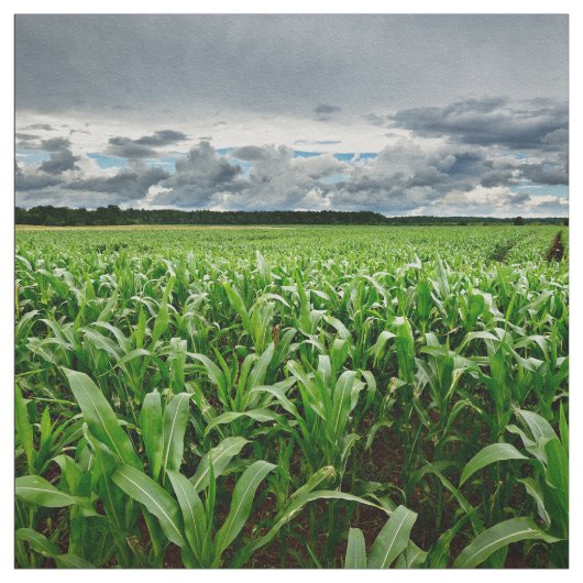 Op het gebied van Corn Stof (Swatch)